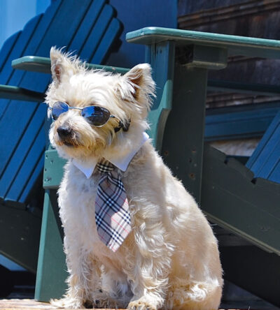 dog with sunglasses and a tie